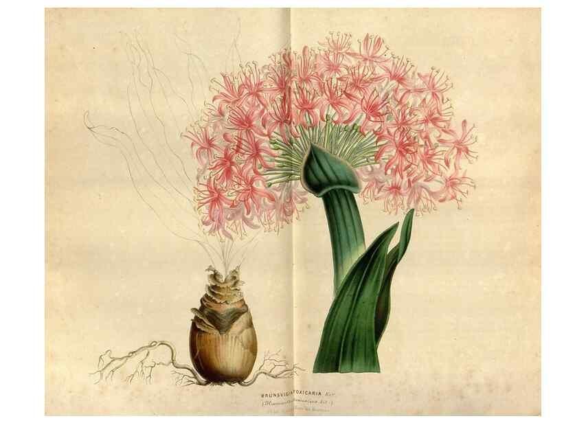 Reproducción/Reproduction 49492144733: Flore des serres et des jardins de l'Europe. A Gand :chez Louis van Houtte, eÌditeur,1845-1880.. 