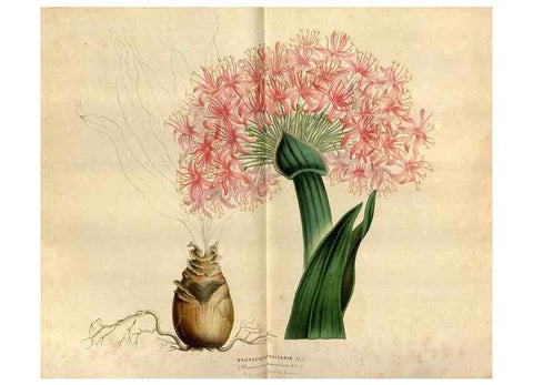 Reproducción/Reproduction 49492144733: Flore des serres et des jardins de l'Europe. A Gand :chez Louis van Houtte, eÌditeur,1845-1880.. 
