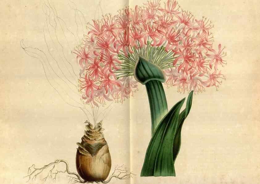 Reproducción/Reproduction 49492144733: Flore des serres et des jardins de l'Europe. A Gand :chez Louis van Houtte, eÌditeur,1845-1880.. 