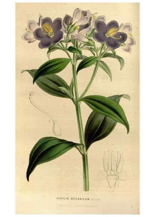 Reproducción/Reproduction 49492645096: Flore des serres et des jardins de l'Europe. A Gand :chez Louis van Houtte, eÌditeur,1845-1880.. 