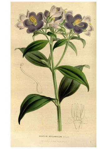 Reproducción/Reproduction 49492645096: Flore des serres et des jardins de l'Europe. A Gand :chez Louis van Houtte, eÌditeur,1845-1880.. 