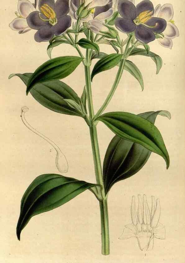 Reproducción/Reproduction 49492645096: Flore des serres et des jardins de l'Europe. A Gand :chez Louis van Houtte, eÌditeur,1845-1880.. 