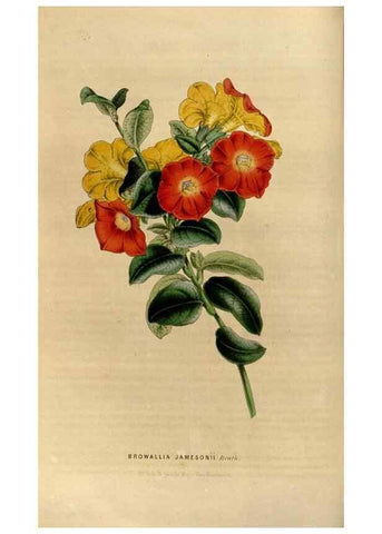 Reproducción/Reproduction 49492856602: Flore des serres et des jardins de l'Europe. A Gand :chez Louis van Houtte, eÌditeur,1845-1880.. 