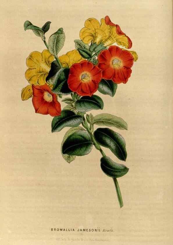 Reproducción/Reproduction 49492856602: Flore des serres et des jardins de l'Europe. A Gand :chez Louis van Houtte, eÌditeur,1845-1880.. 