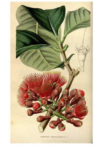 Reproducción/Reproduction 49492642766: Flore des serres et des jardins de l'Europe. A Gand :chez Louis van Houtte, eÌditeur,1845-1880.. 