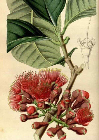Reproducción/Reproduction 49492642766: Flore des serres et des jardins de l'Europe. A Gand :chez Louis van Houtte, eÌditeur,1845-1880.. 