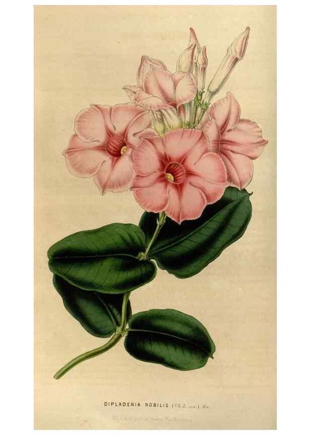 Reproducción/Reproduction 49492646451: Flore des serres et des jardins de l'Europe. A Gand :chez Louis van Houtte, eÌditeur,1845-1880.. 