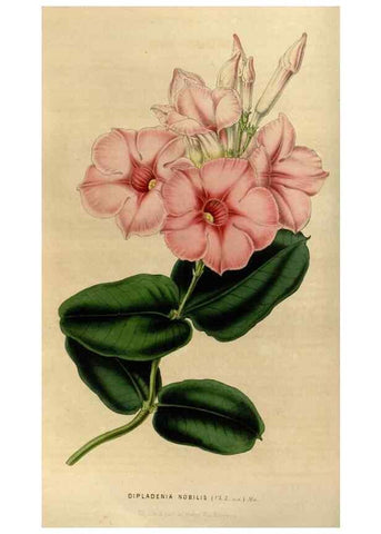 Reproducción/Reproduction 49492646451: Flore des serres et des jardins de l'Europe. A Gand :chez Louis van Houtte, eÌditeur,1845-1880.. 