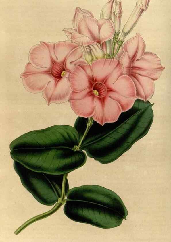 Reproducción/Reproduction 49492646451: Flore des serres et des jardins de l'Europe. A Gand :chez Louis van Houtte, eÌditeur,1845-1880.. 