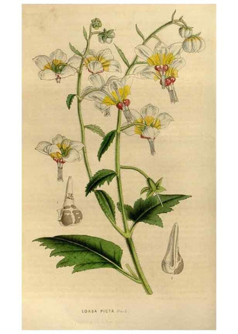 Reproducción/Reproduction 49492147243: Flore des serres et des jardins de l'Europe. A Gand :chez Louis van Houtte, eÌditeur,1845-1880.. 