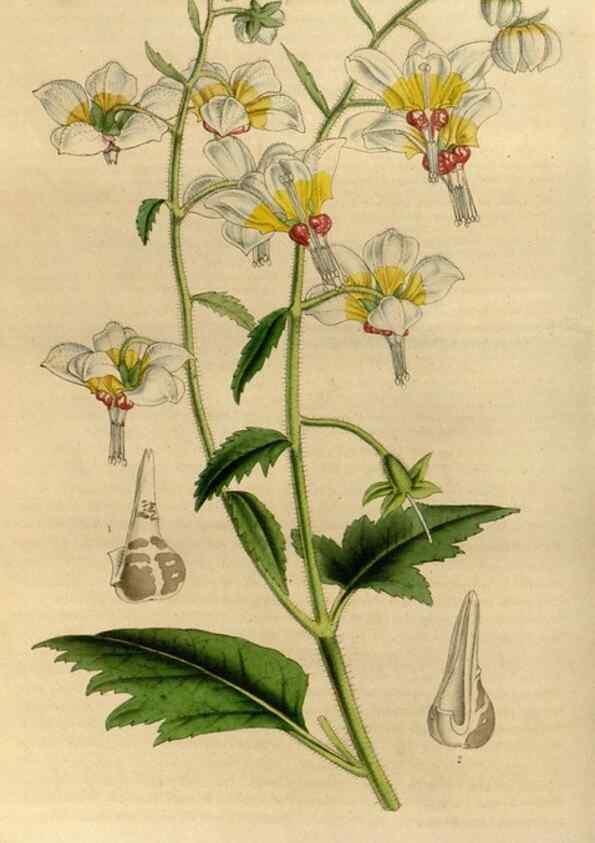 Reproducción/Reproduction 49492147243: Flore des serres et des jardins de l'Europe. A Gand :chez Louis van Houtte, eÌditeur,1845-1880.. 