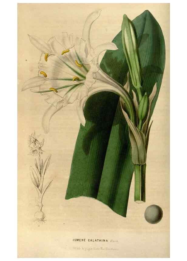 Reproducción/Reproduction 49492858797: Flore des serres et des jardins de l'Europe. A Gand :chez Louis van Houtte, eÌditeur,1845-1880.. 