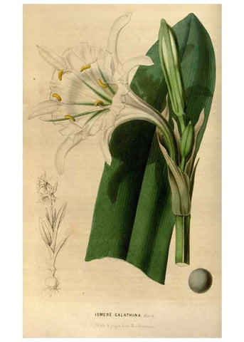 Reproducción/Reproduction 49492858797: Flore des serres et des jardins de l'Europe. A Gand :chez Louis van Houtte, eÌditeur,1845-1880.. 