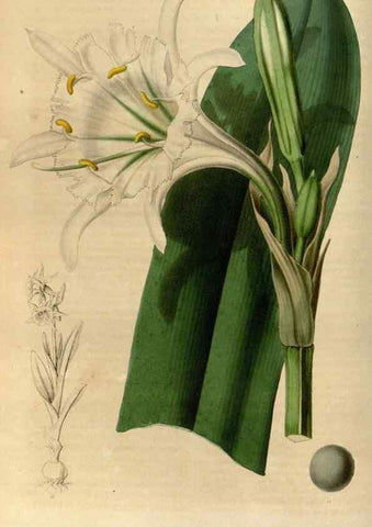 Reproducción/Reproduction 49492858797: Flore des serres et des jardins de l'Europe. A Gand :chez Louis van Houtte, eÌditeur,1845-1880.. 