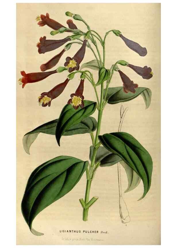 Reproducción/Reproduction 49492148183: Flore des serres et des jardins de l'Europe. A Gand :chez Louis van Houtte, eÌditeur,1845-1880.. 