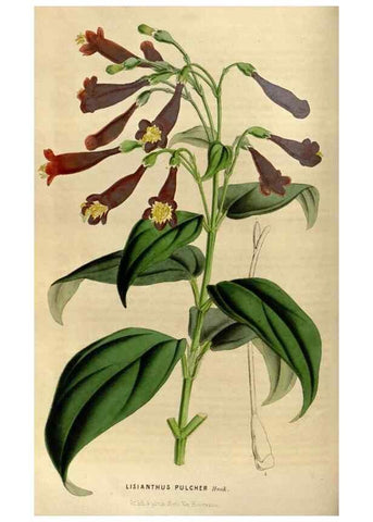 Reproducción/Reproduction 49492148183: Flore des serres et des jardins de l'Europe. A Gand :chez Louis van Houtte, eÌditeur,1845-1880.. 