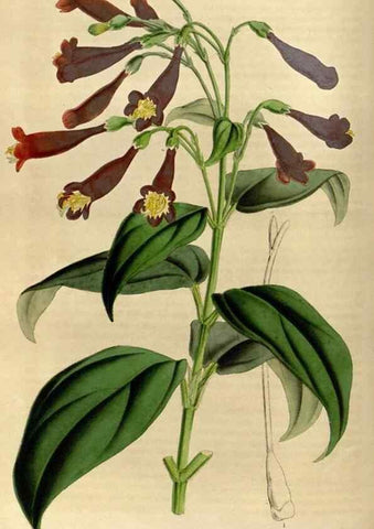 Reproducción/Reproduction 49492148183: Flore des serres et des jardins de l'Europe. A Gand :chez Louis van Houtte, eÌditeur,1845-1880.. 