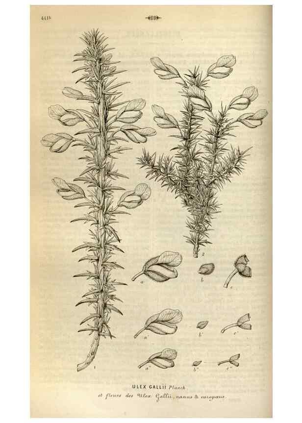 Reproducción/Reproduction 49492859682: Flore des serres et des jardins de l'Europe. A Gand :chez Louis van Houtte, eÌditeur,1845-1880.. 
