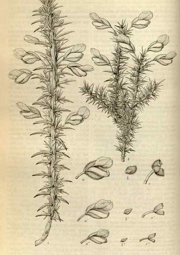 Reproducción/Reproduction 49492859682: Flore des serres et des jardins de l'Europe. A Gand :chez Louis van Houtte, eÌditeur,1845-1880.. 