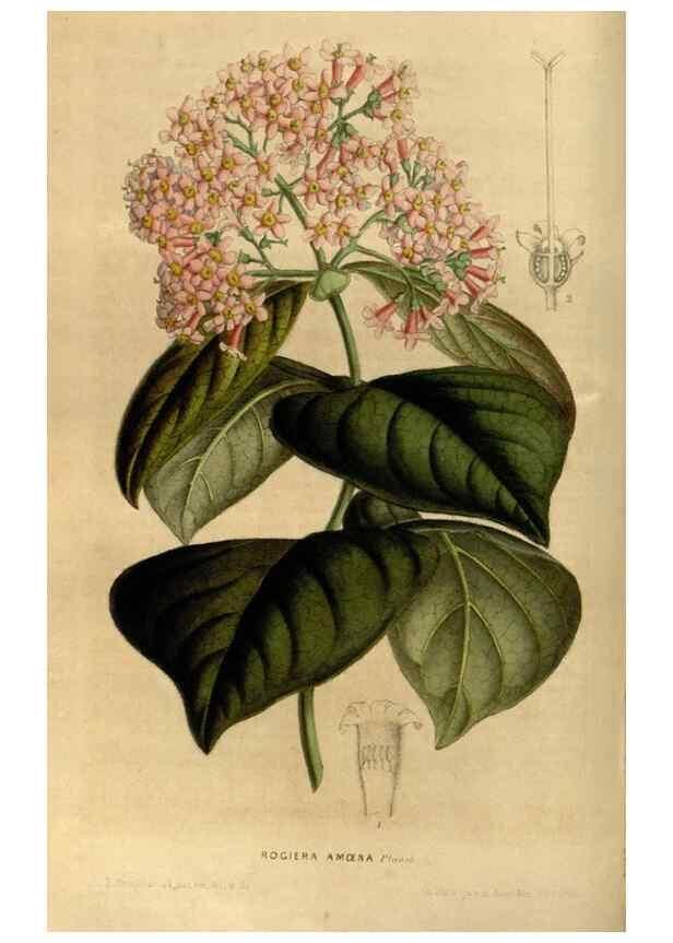 Reproducción/Reproduction 49492860022: Flore des serres et des jardins de l'Europe. A Gand :chez Louis van Houtte, eÌditeur,1845-1880.. 
