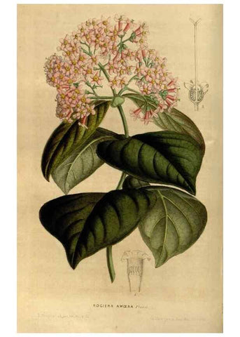 Reproducción/Reproduction 49492860022: Flore des serres et des jardins de l'Europe. A Gand :chez Louis van Houtte, eÌditeur,1845-1880.. 