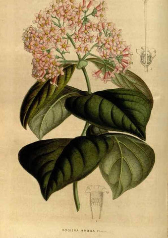 Reproducción/Reproduction 49492860022: Flore des serres et des jardins de l'Europe. A Gand :chez Louis van Houtte, eÌditeur,1845-1880.. 
