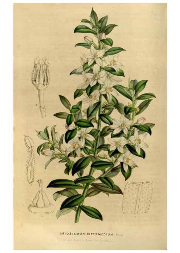 Reproducción/Reproduction 49492860532: Flore des serres et des jardins de l'Europe. A Gand :chez Louis van Houtte, eÌditeur,1845-1880.. 