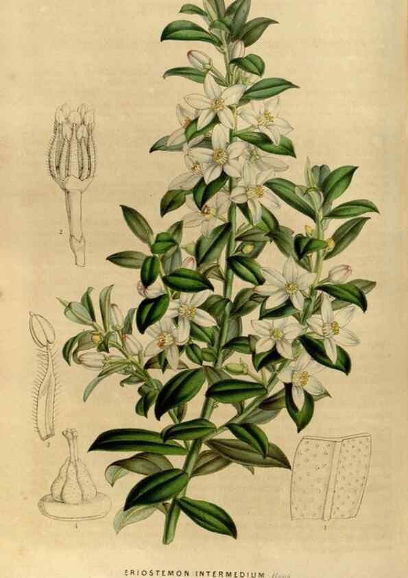 Reproducción/Reproduction 49492860532: Flore des serres et des jardins de l'Europe. A Gand :chez Louis van Houtte, eÌditeur,1845-1880.. 