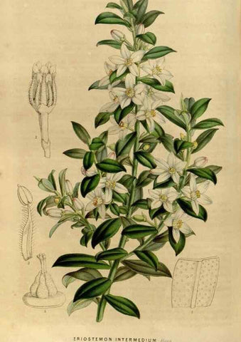 Reproducción/Reproduction 49492860532: Flore des serres et des jardins de l'Europe. A Gand :chez Louis van Houtte, eÌditeur,1845-1880.. 