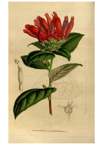 Reproducción/Reproduction 49492149973: Flore des serres et des jardins de l'Europe. A Gand :chez Louis van Houtte, eÌditeur,1845-1880.. 