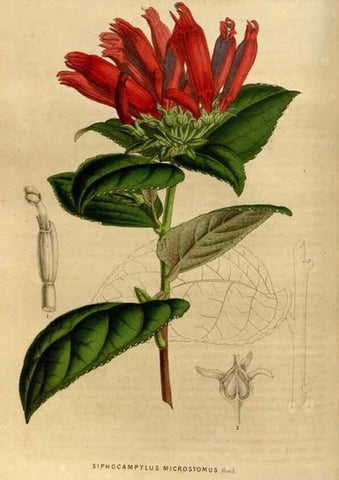 Reproducción/Reproduction 49492149973: Flore des serres et des jardins de l'Europe. A Gand :chez Louis van Houtte, eÌditeur,1845-1880.. 