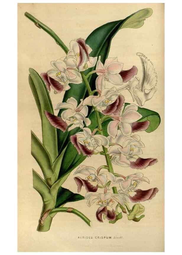 Reproducción/Reproduction 49492146858: Flore des serres et des jardins de l'Europe. A Gand :chez Louis van Houtte, eÌditeur,1845-1880.. 