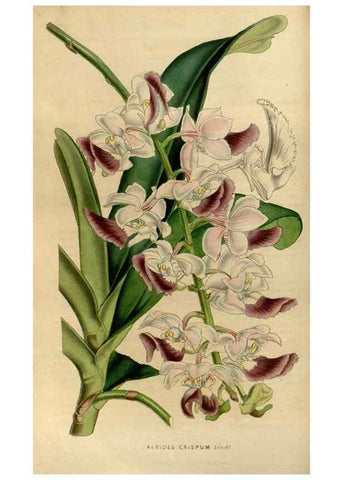 Reproducción/Reproduction 49492146858: Flore des serres et des jardins de l'Europe. A Gand :chez Louis van Houtte, eÌditeur,1845-1880.. 