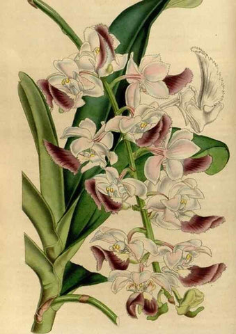 Reproducción/Reproduction 49492146858: Flore des serres et des jardins de l'Europe. A Gand :chez Louis van Houtte, eÌditeur,1845-1880.. 