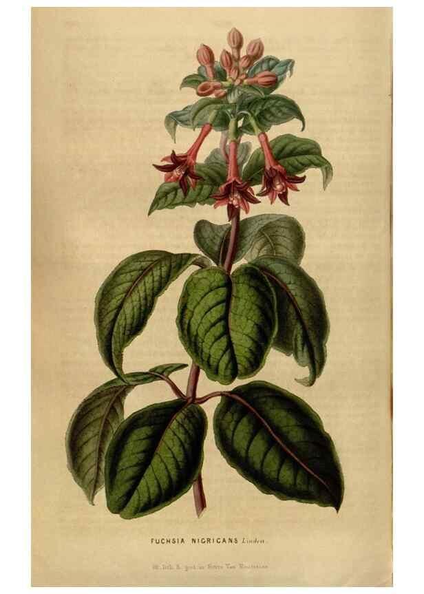 Reproducción/Reproduction 49492868732: Flore des serres et des jardins de l'Europe. A Gand :chez Louis van Houtte, eÌditeur,1845-1880.. 
