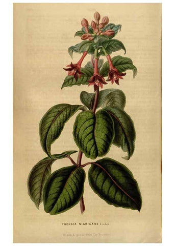 Reproducción/Reproduction 49492868732: Flore des serres et des jardins de l'Europe. A Gand :chez Louis van Houtte, eÌditeur,1845-1880.. 