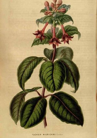 Reproducción/Reproduction 49492868732: Flore des serres et des jardins de l'Europe. A Gand :chez Louis van Houtte, eÌditeur,1845-1880.. 