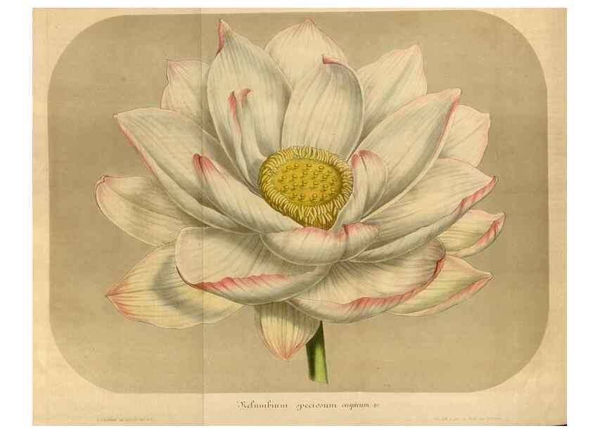 Reproducción/Reproduction 49491842548: Flore des serres et des jardins de l'Europe. A Gand :chez Louis van Houtte, eÌditeur,1845-1880.. 