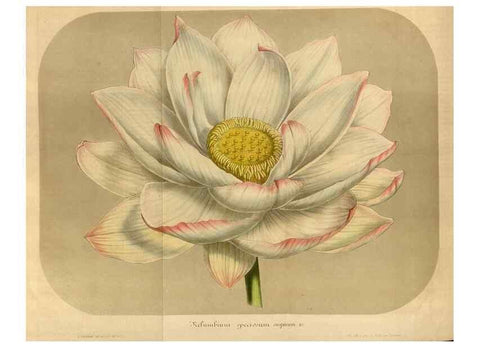 Reproducción/Reproduction 49491842548: Flore des serres et des jardins de l'Europe. A Gand :chez Louis van Houtte, eÌditeur,1845-1880.. 