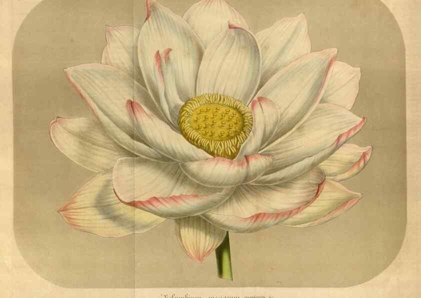 Reproducción/Reproduction 49491842548: Flore des serres et des jardins de l'Europe. A Gand :chez Louis van Houtte, eÌditeur,1845-1880.. 