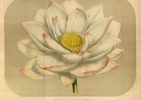 Reproducción/Reproduction 49491842548: Flore des serres et des jardins de l'Europe. A Gand :chez Louis van Houtte, eÌditeur,1845-1880.. 