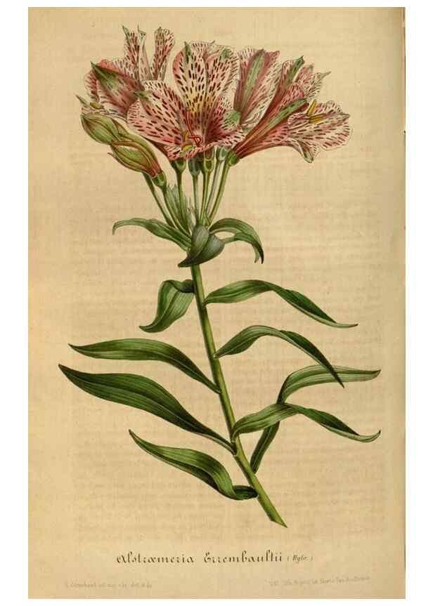 Reproducción/Reproduction 49492343821: Flore des serres et des jardins de l'Europe. A Gand :chez Louis van Houtte, eÌditeur,1845-1880.. 
