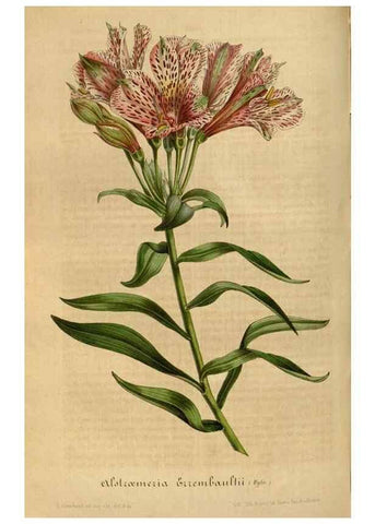 Reproducción/Reproduction 49492343821: Flore des serres et des jardins de l'Europe. A Gand :chez Louis van Houtte, eÌditeur,1845-1880.. 