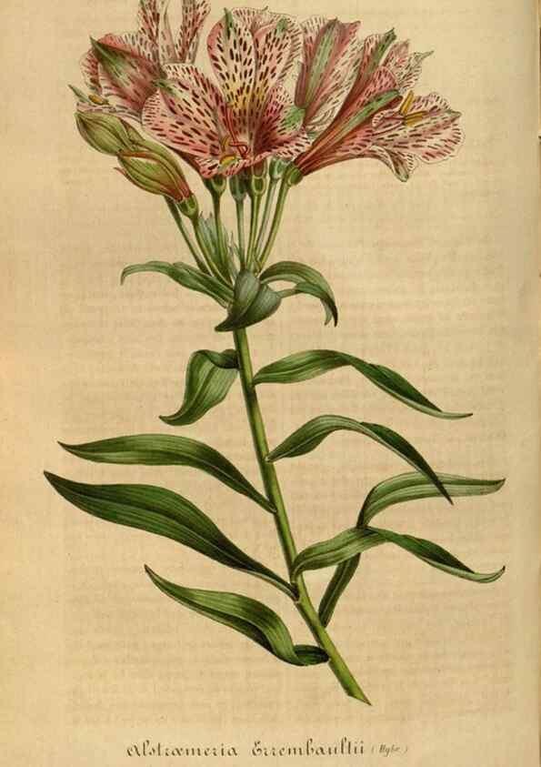 Reproducción/Reproduction 49492343821: Flore des serres et des jardins de l'Europe. A Gand :chez Louis van Houtte, eÌditeur,1845-1880.. 