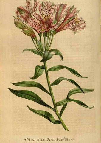 Reproducción/Reproduction 49492343821: Flore des serres et des jardins de l'Europe. A Gand :chez Louis van Houtte, eÌditeur,1845-1880.. 