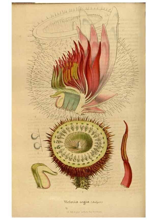 Reproducción/Reproduction 49492326796: Flore des serres et des jardins de l'Europe. A Gand :chez Louis van Houtte, eÌditeur,1845-1880.. 