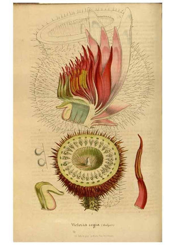 Reproducción/Reproduction 49492326796: Flore des serres et des jardins de l'Europe. A Gand :chez Louis van Houtte, eÌditeur,1845-1880.. 