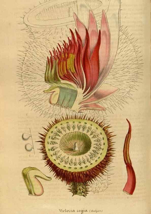 Reproducción/Reproduction 49492326796: Flore des serres et des jardins de l'Europe. A Gand :chez Louis van Houtte, eÌditeur,1845-1880.. 