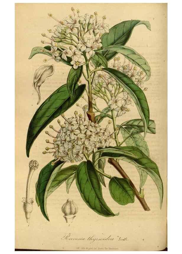 Reproducción/Reproduction 49492327016: Flore des serres et des jardins de l'Europe. A Gand :chez Louis van Houtte, eÌditeur,1845-1880.. 