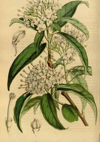 Reproducción/Reproduction 49492327016: Flore des serres et des jardins de l'Europe. A Gand :chez Louis van Houtte, eÌditeur,1845-1880.. 
